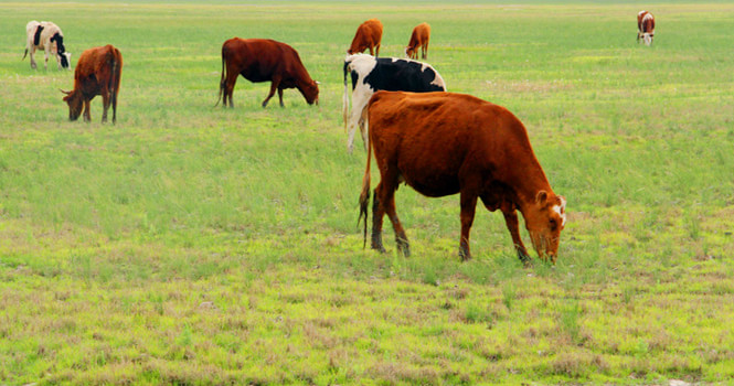 草原红牛