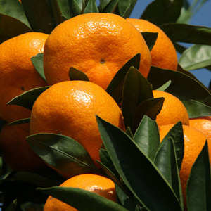 宜都柑橘。网络图