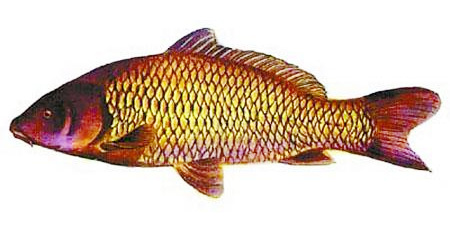 鄂尔多斯黄河鲤鱼。网络图