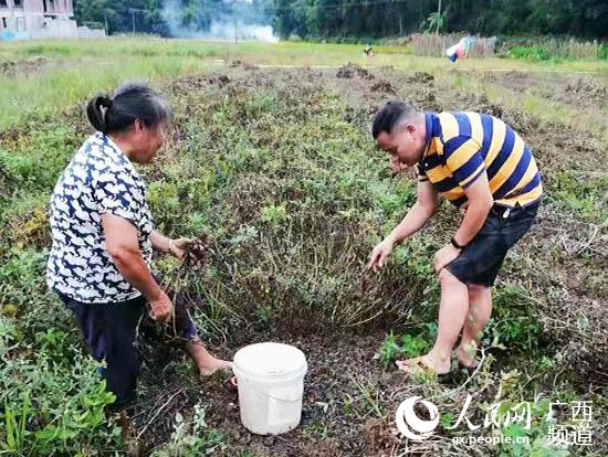 米科羽（右）帮助贫困户抢收花生。浦北县融媒体中心供图