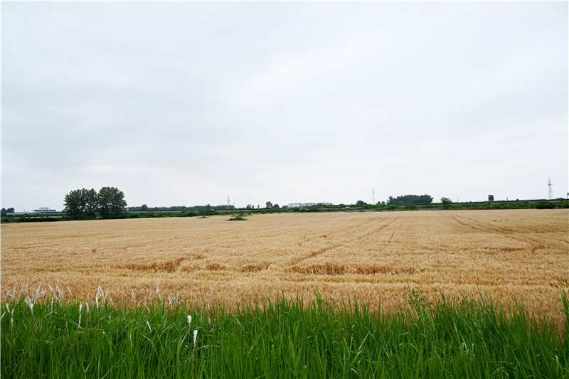 水家湖农场托管的永丰社区小麦即将收割。杜刚 摄